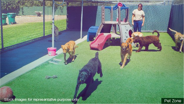Pet Area